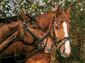 Friends Forever – 275 Piece Jigsaw Puzzle (Cobble Hill)