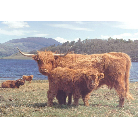 Highlanders – 1000 Piece Jigsaw Puzzle (HOP)