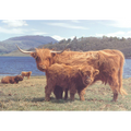 Highlanders – 1000 Piece Jigsaw Puzzle (HOP)