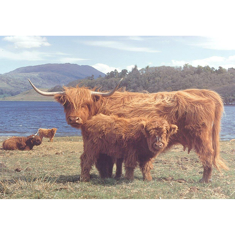 Highlanders – 1000 Piece Jigsaw Puzzle (HOP)