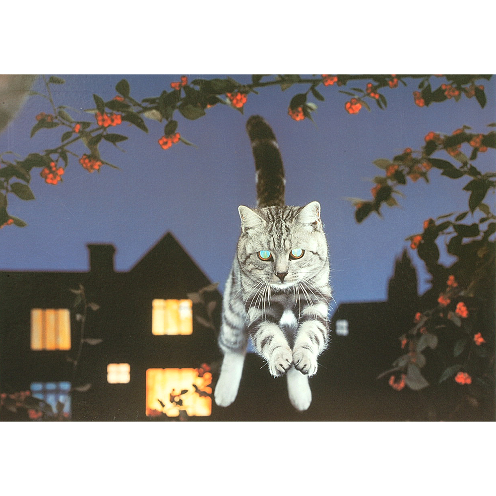 A Leap In The Dark – 1000 Piece Jigsaw Puzzle (HOP)