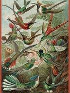 Hummingbirds by Ernst Haeckel – 300 Piece Jigsaw Puzzle (Pomegranate)