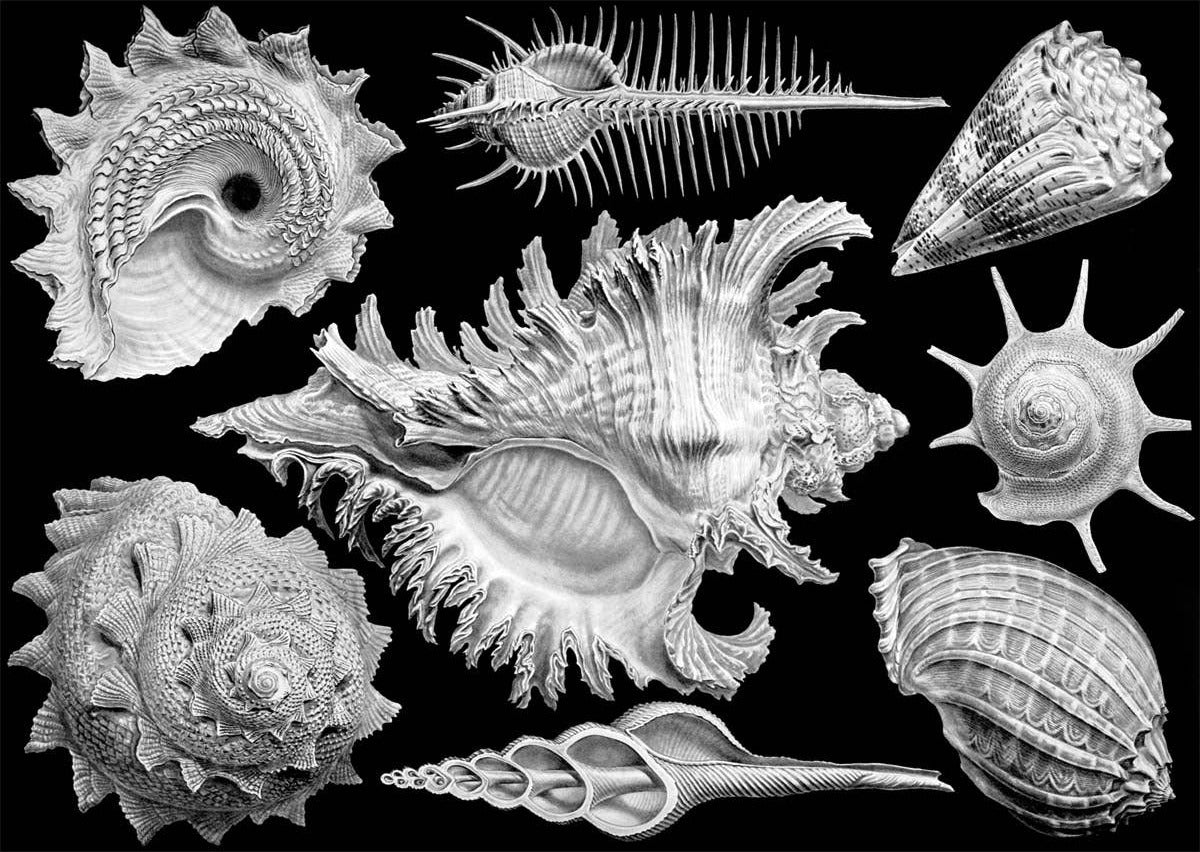 Artwork: Shells – 1000 Piece Jigsaw Puzzle (Cloudberries)
