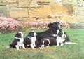 Artwork: Mother's Pride – 1000 Piece Jigsaw Puzzle (House of Puzzles)