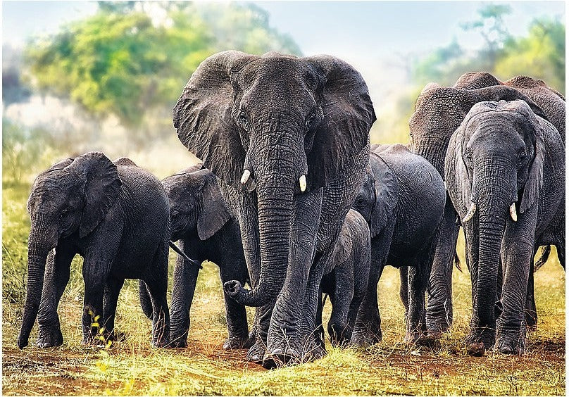 Artwork: African Elephants – 1000 Piece Jigsaw Puzzle (Trefl)