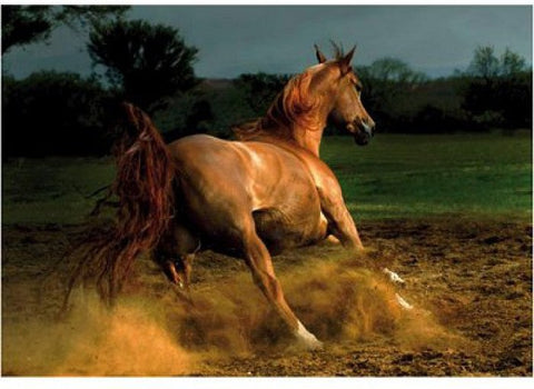 Artwork: Horses: Beige Horse – 1000 Piece Jigsaw Puzzle (Dtoys)