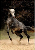 Artwork: Horses: Spotted Horse – 1000 Piece Jigsaw Puzzle (Dtoys)