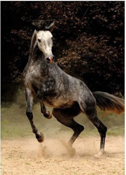 Artwork: Horses: Spotted Horse – 1000 Piece Jigsaw Puzzle (Dtoys)