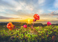 Cloudberries at Sunset - 1000 Piece Jigsaw Puzzle (Heye)