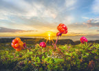 Cloudberries at Sunset - 1000 Piece Jigsaw Puzzle (Heye)