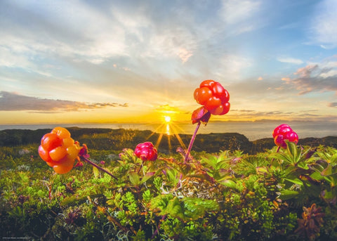 Cloudberries at Sunset - 1000 Piece Jigsaw Puzzle (Heye)