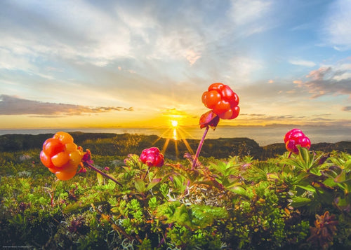 Cloudberries at Sunset - 1000 Piece Jigsaw Puzzle (Heye)