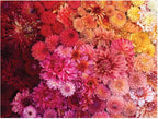 Artwork: Floret Farm's Cut Flower Garden – 500 Piece Jigsaw Puzzle (Galison)