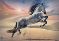 Majestic Horse – 1000 Piece Jigsaw Puzzle (Trefl)