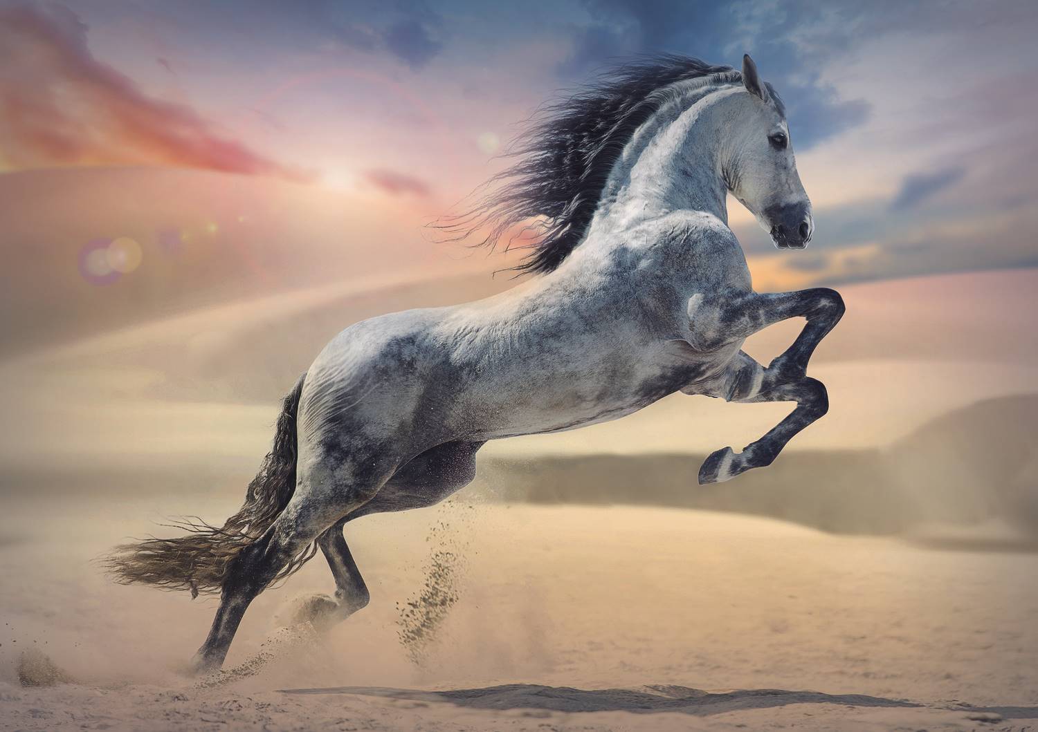 Majestic Horse – 1000 Piece Jigsaw Puzzle (Trefl)