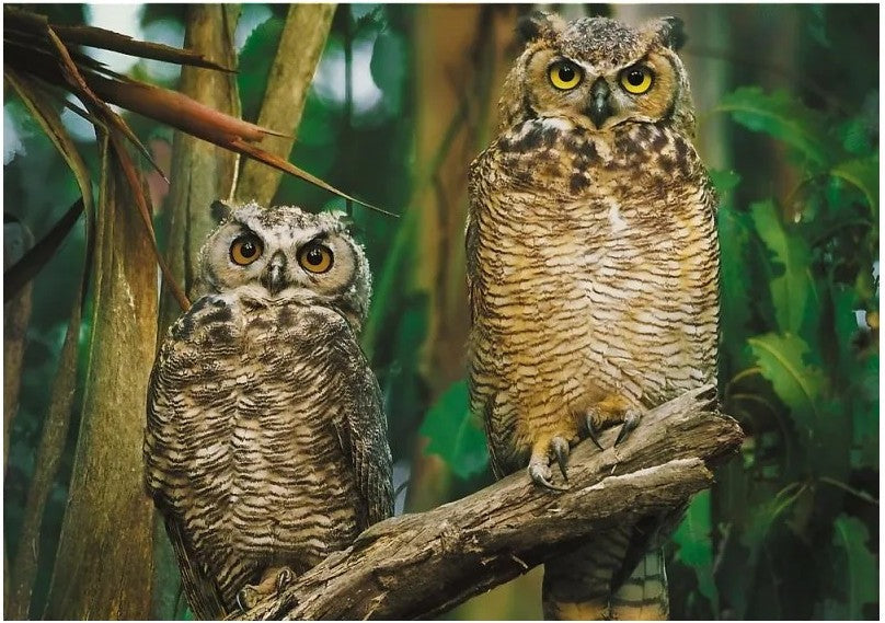 Artwork: Owls – 1000 Piece Jigsaw Puzzle (Trefl)