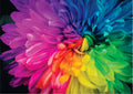 Rainbow Flower – 1000 Piece Jigsaw Puzzle (Roovi)