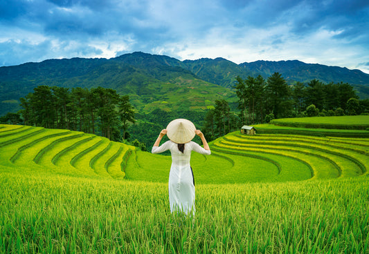 Castorland - Rice Fields in Vietnam - 1000 Piece Jigsaw Puzzle