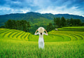 Rice Fields in Vietnam – 1000 Piece Jigsaw Puzzle (Castorland)