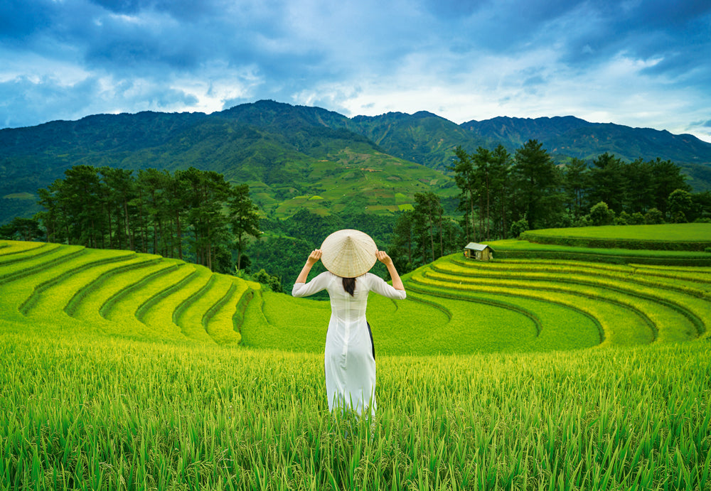 Rice Fields in Vietnam – 1000 Piece Jigsaw Puzzle (Castorland)