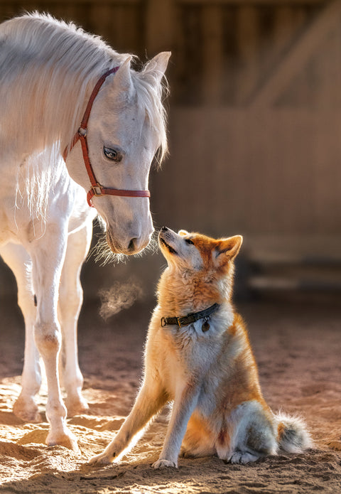 Unique Friendship – 1000 Piece Jigsaw Puzzle (Castorland)
