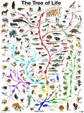 Artwork: The Tree of Life – 1000 Piece Jigsaw Puzzle (Eurographics)