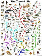 Artwork: The Tree of Life – 1000 Piece Jigsaw Puzzle (Eurographics)