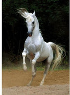 Artwork: White Horse – 1000 Piece Jigsaw Puzzle (Dtoys)