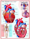 Artwork: The Heart – 1000 Piece Jigsaw Puzzle (Eurographics)