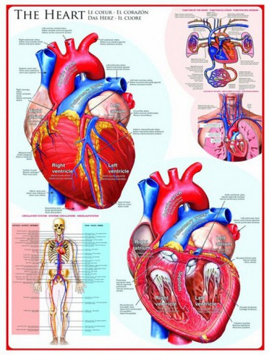 Artwork: The Heart – 1000 Piece Jigsaw Puzzle (Eurographics)