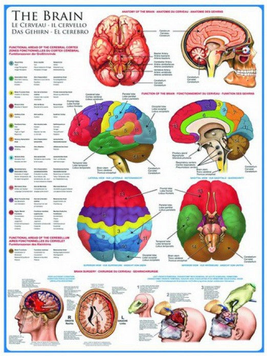 Artwork: The Brain – 1000 Piece Jigsaw Puzzle (Eurographics)