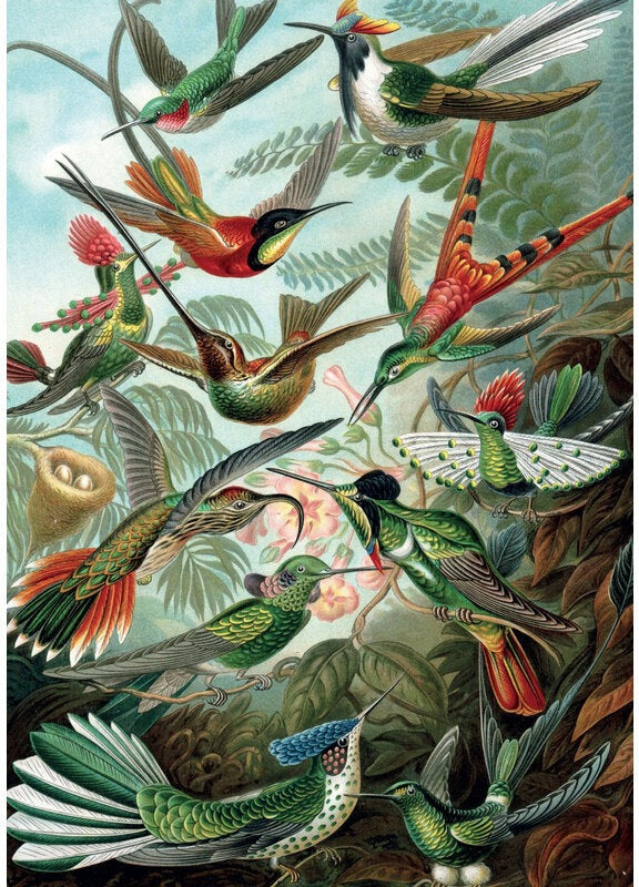 Artwork: Hummingbirds by Ernest Haeckel – 1000 Piece Jigsaw Puzzle (Piatnik)