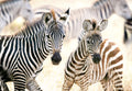 Young Zebras – 1000 Piece Jigsaw Puzzle (Castorland)