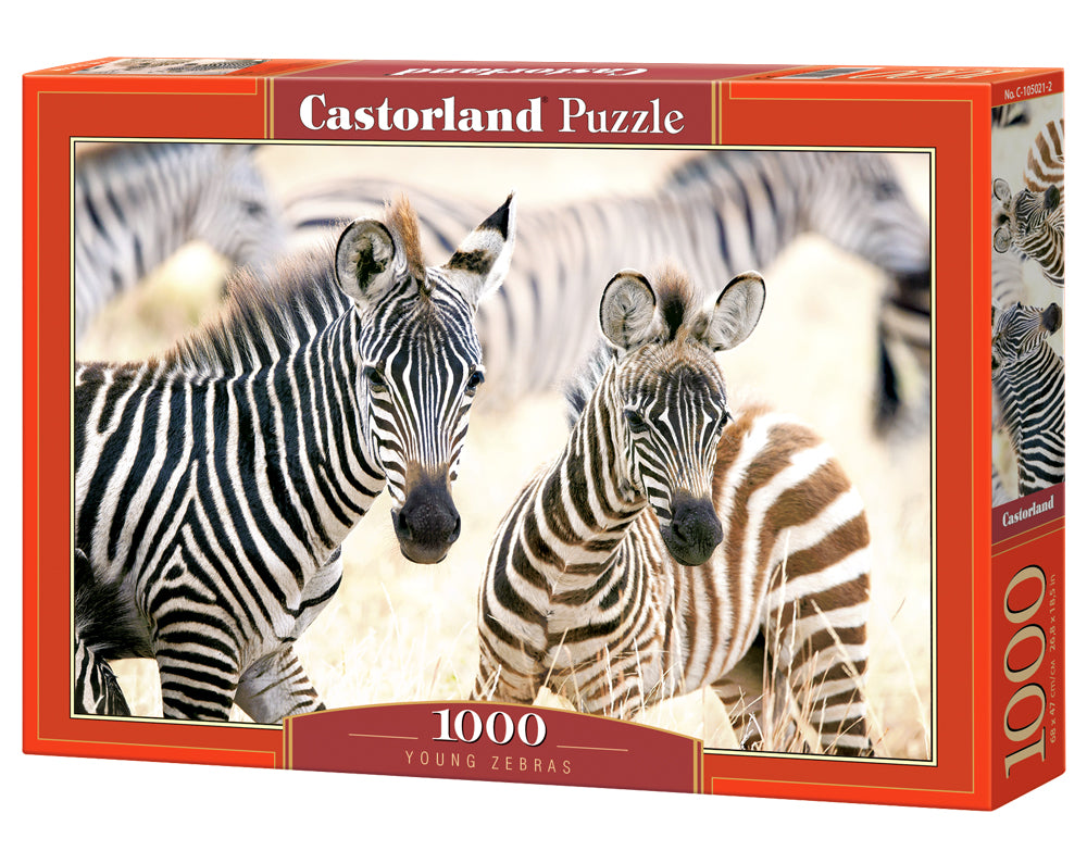 Castorland - Young Zebras - 1000 Piece Jigsaw Puzzle