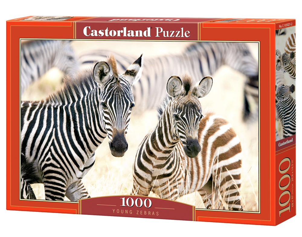 Young Zebras – 1000 Piece Jigsaw Puzzle (Castorland)