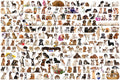 The World of Dogs – 1000 Piece Jigsaw Puzzle (Eurographics)