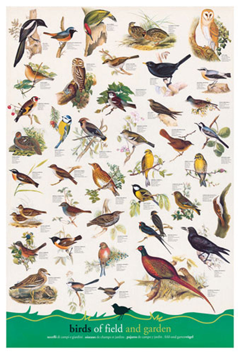Birds – 1000 Piece Jigsaw Puzzle (Eurographics)