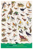 Birds – 1000 Piece Jigsaw Puzzle (Eurographics)