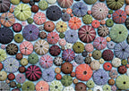 Sea Urchins – 1000 Piece Jigsaw Puzzle (Piatnik)