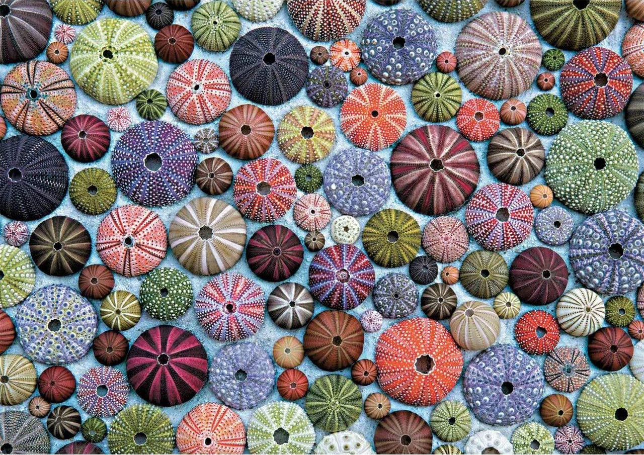 Sea Urchins – 1000 Piece Jigsaw Puzzle (Piatnik)