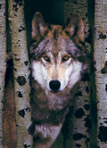 Artwork: Gray Wolf – 1000 Piece Jigsaw Puzzle (Eurographics)