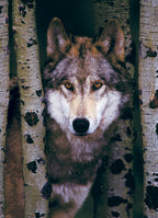 Gray Wolf – 1000 Piece Jigsaw Puzzle (Eurographics)