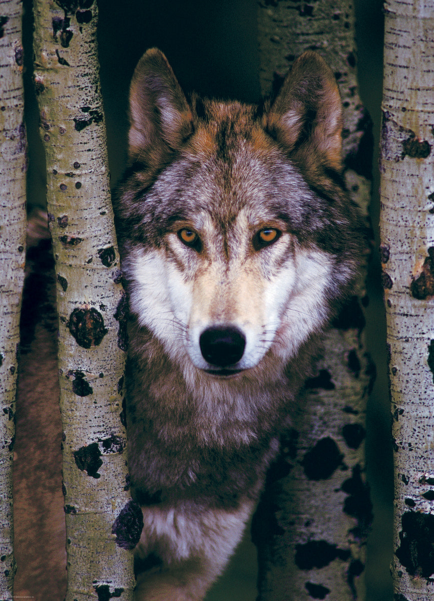 Gray Wolf – 1000 Piece Jigsaw Puzzle (Eurographics)