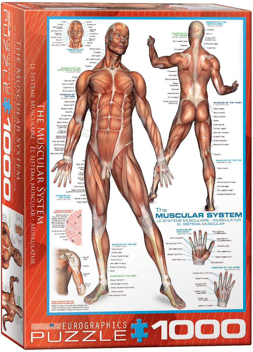 Eurographics 6000-2015 The Muscular System - 1000 Piece Jigsaw Puzzle