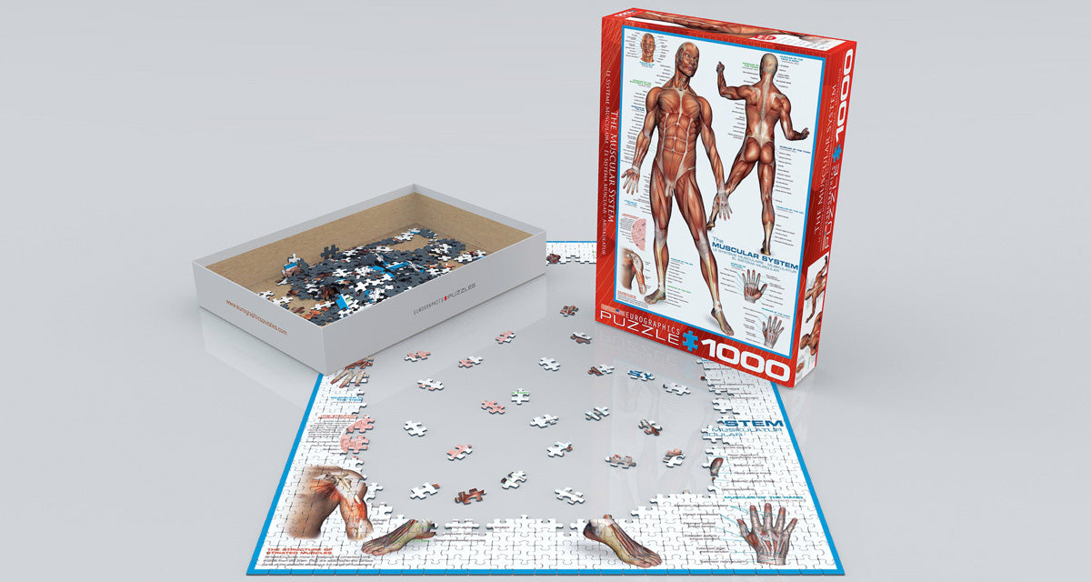 Eurographics 6000-2015 The Muscular System - 1000 Piece Jigsaw Puzzle