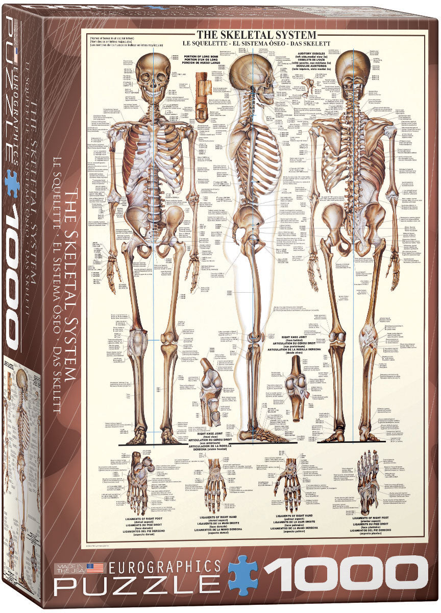 The Skeletal System – 1000 Piece Jigsaw Puzzle (Eurographics)