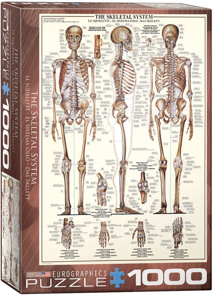 Eurographics - The Skeletal System - 1000 Piece Jigsaw Puzzles