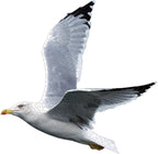 Seas The Day 2 in 1 Shaped Puzzle – Jigsaw Puzzle (Galison)