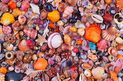 Piatnik - Sea Shells - 1000 Piece Jigsaw Puzzle
