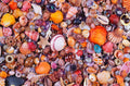 Sea Shells – 1000 Piece Jigsaw Puzzle (Piatnik)